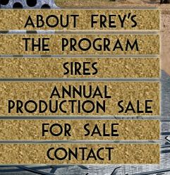 Frey Angus Ranch
